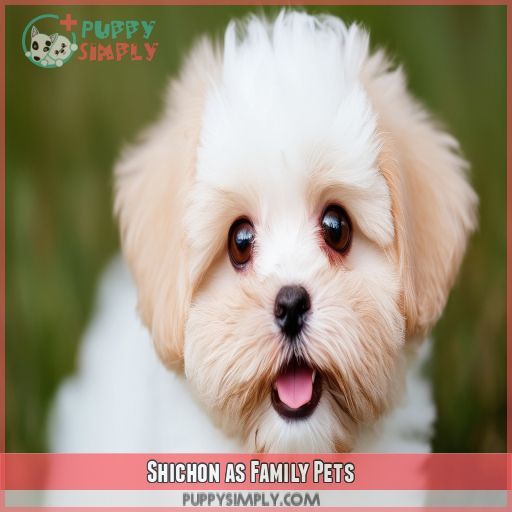 Shichon as Family Pets