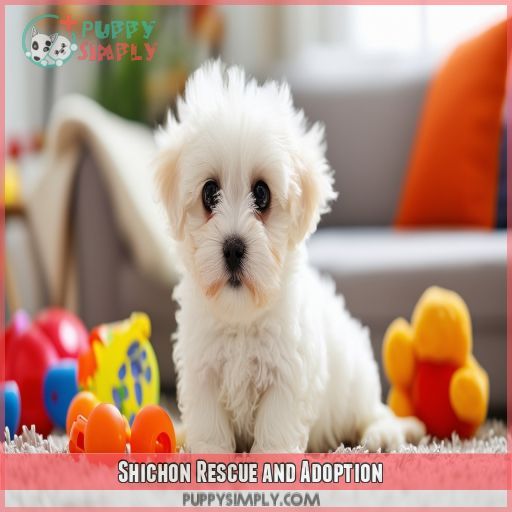 Shichon Rescue and Adoption