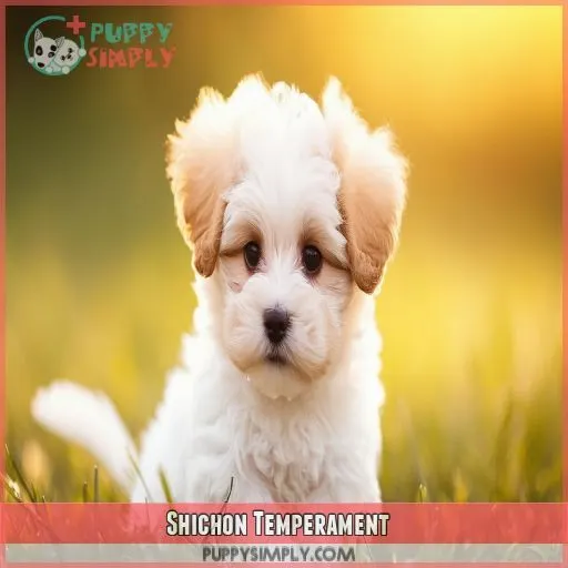 Shichon Temperament