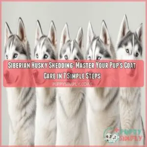 siberian husky shedding the ultimate guide