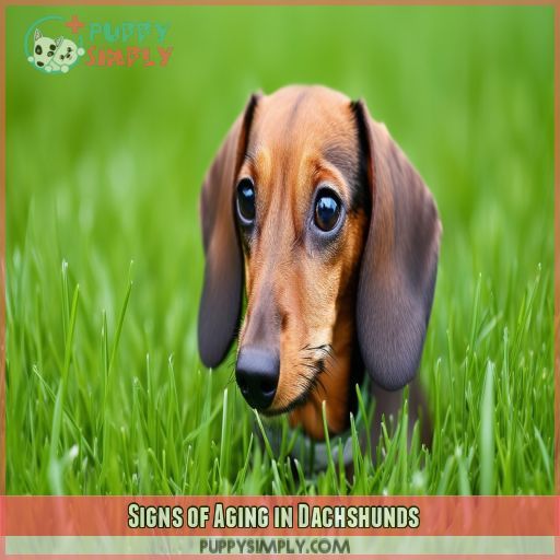 Signs of Aging in Dachshunds