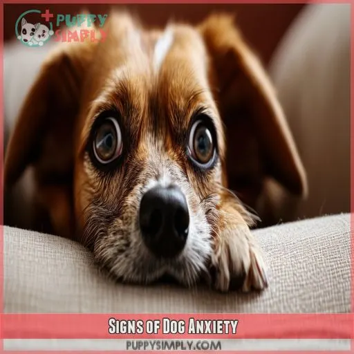 Signs of Dog Anxiety