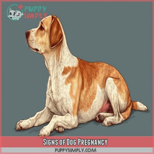 Signs of Dog Pregnancy