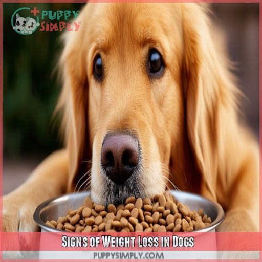 Signs of Weight Loss in Dogs