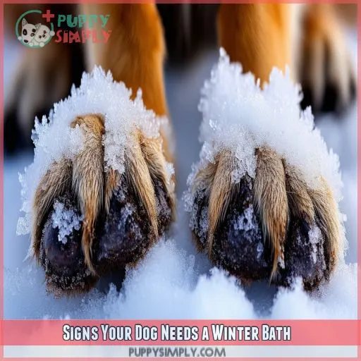 Signs Your Dog Needs a Winter Bath