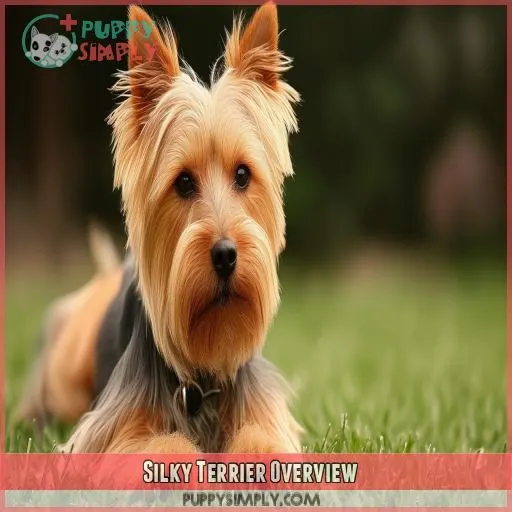 Silky Terrier Overview