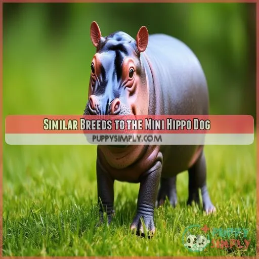 Similar Breeds to the Mini Hippo Dog