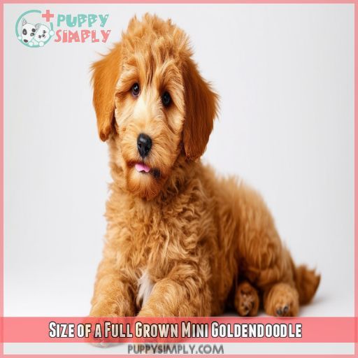 Size of a Full Grown Mini Goldendoodle