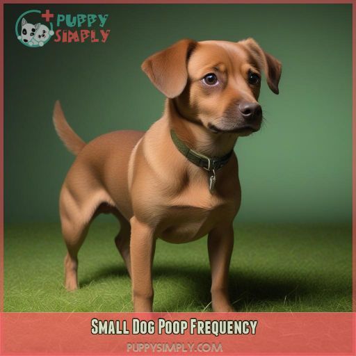 Small Dog Poop Frequency