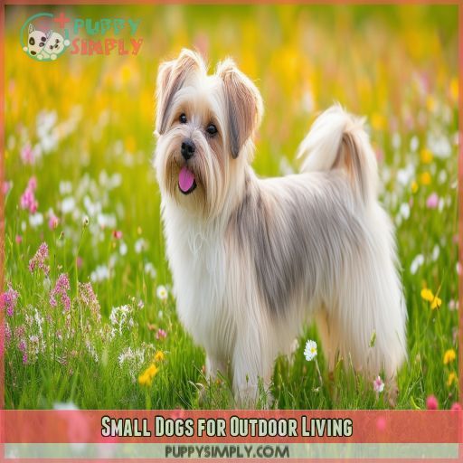 Small Dogs for Outdoor Living