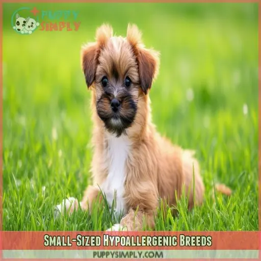 Small-Sized Hypoallergenic Breeds