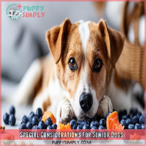 Special Considerations for Senior Dogs