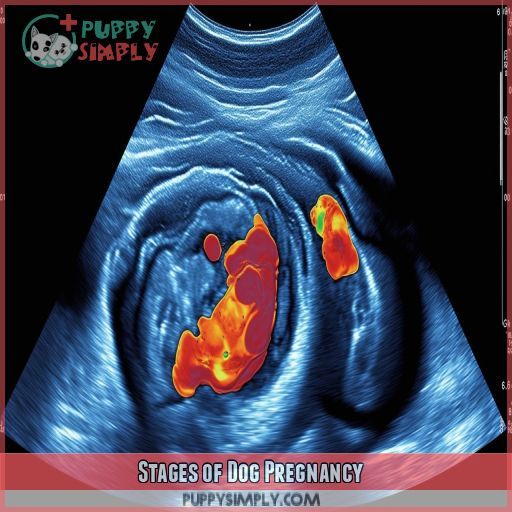 Stages of Dog Pregnancy