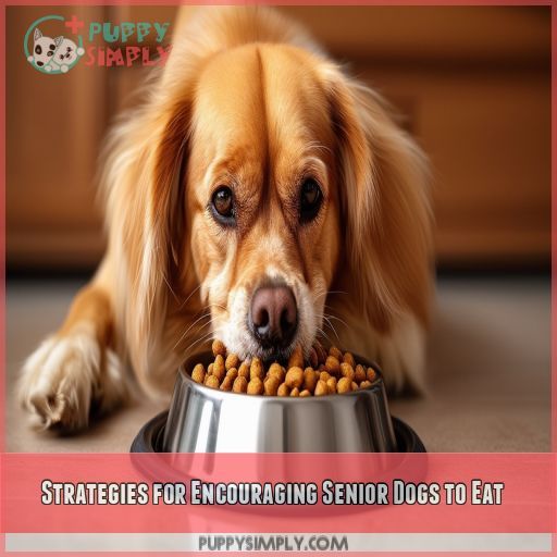 Strategies for Encouraging Senior Dogs to Eat