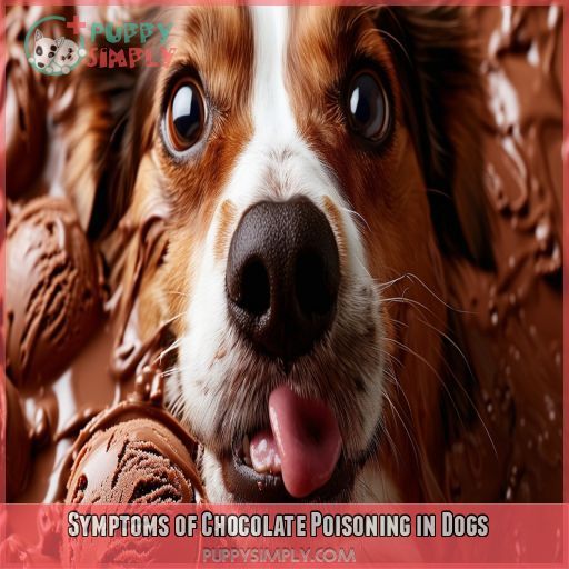 Symptoms of Chocolate Poisoning in Dogs