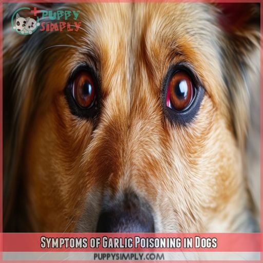 Symptoms of Garlic Poisoning in Dogs