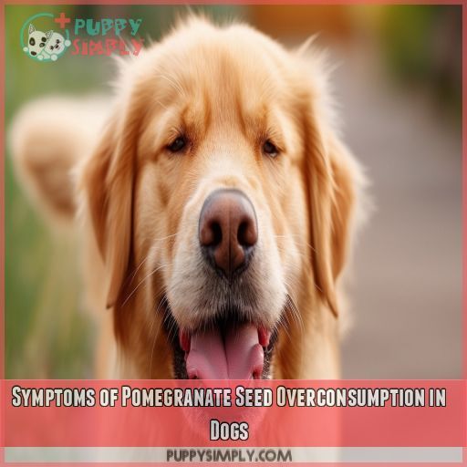 Symptoms of Pomegranate Seed Overconsumption in Dogs
