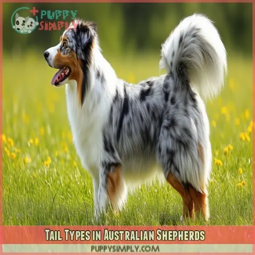 Tail Types in Australian Shepherds