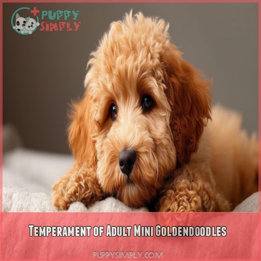 Temperament of Adult Mini Goldendoodles