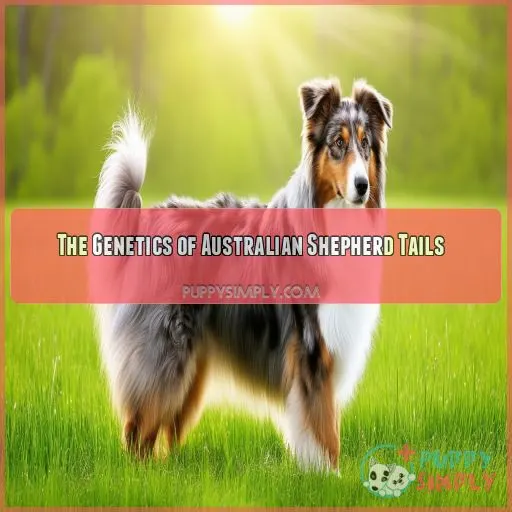 The Genetics of Australian Shepherd Tails