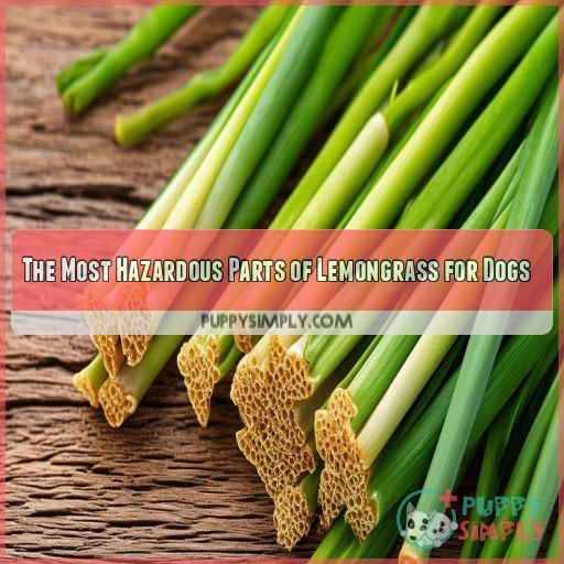 The Most Hazardous Parts of Lemongrass for Dogs