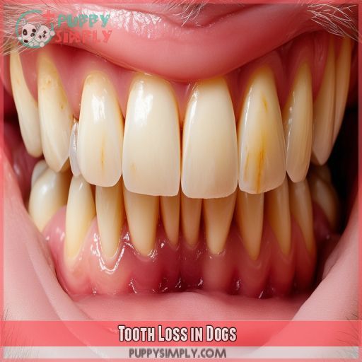 Tooth Loss in Dogs