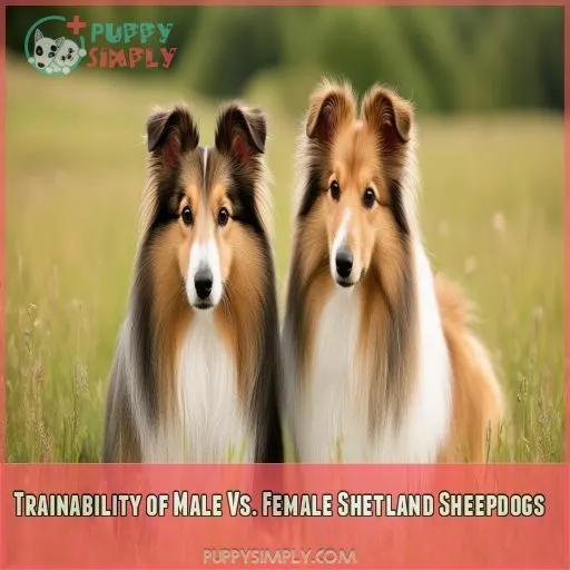 Trainability of Male Vs. Female Shetland Sheepdogs