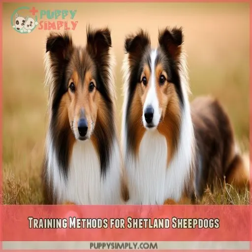 Training Methods for Shetland Sheepdogs