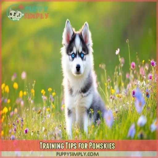 Training Tips for Pomskies