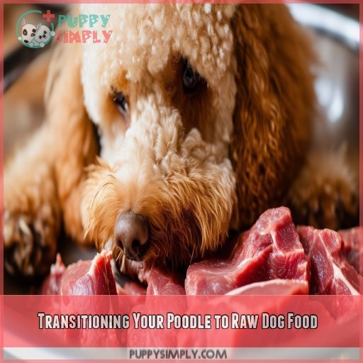 Transitioning Your Poodle to Raw Dog Food