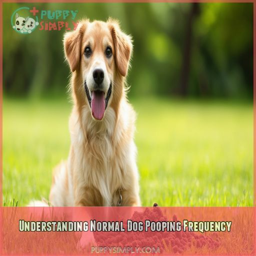 Understanding Normal Dog Pooping Frequency