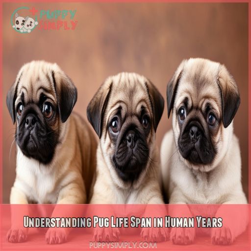 Understanding Pug Life Span in Human Years