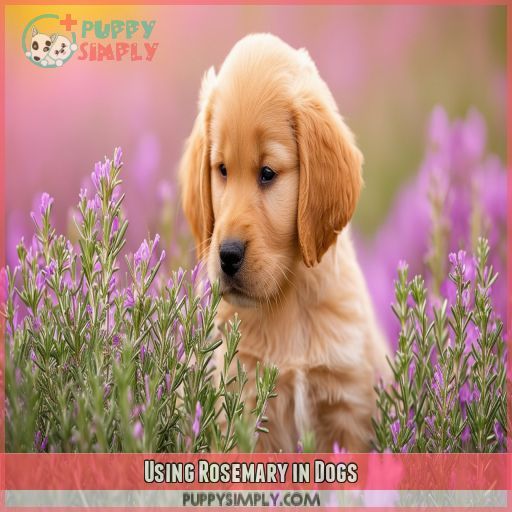 Using Rosemary in Dogs