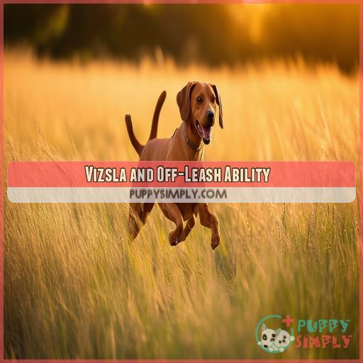 Vizsla and Off-Leash Ability