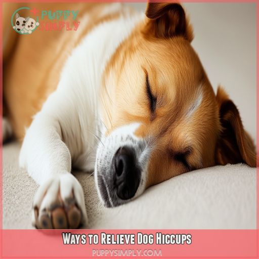 Ways to Relieve Dog Hiccups
