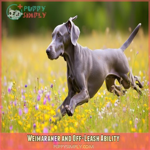 Weimaraner and Off-Leash Ability