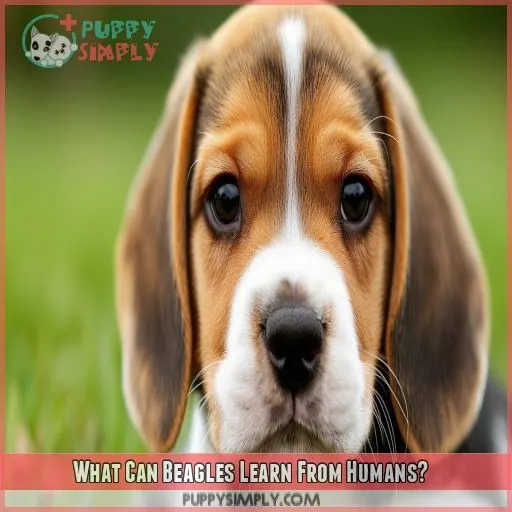 What Can Beagles Learn From Humans