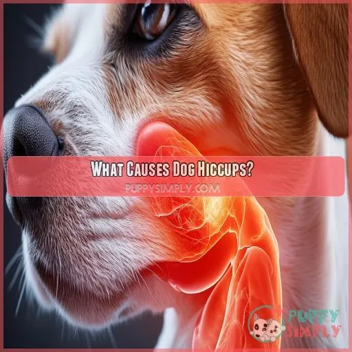 What Causes Dog Hiccups