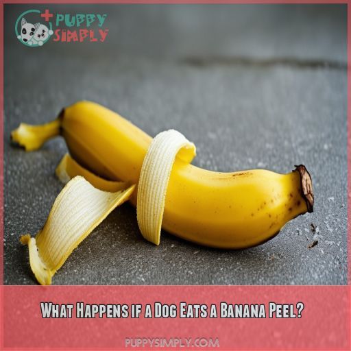 What Happens if a Dog Eats a Banana Peel