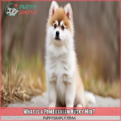 What is a Pomeranian Husky Mix