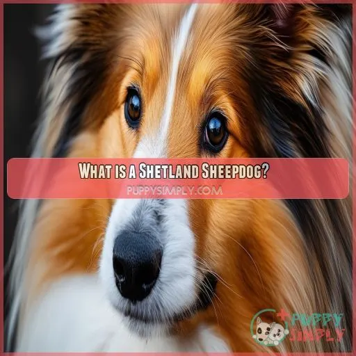 What is a Shetland Sheepdog