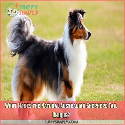 What Makes the Natural Australian Shepherd Tail Unique