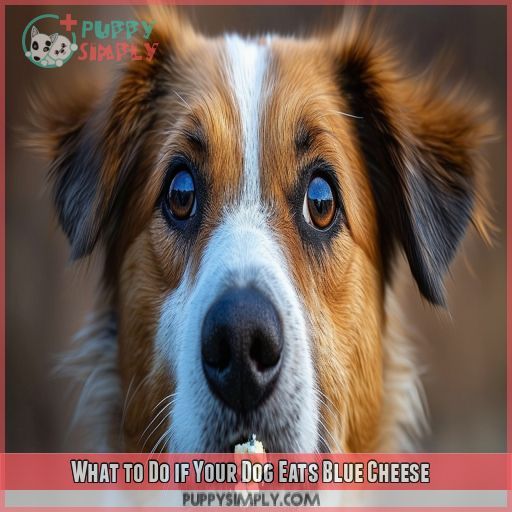 What to Do if Your Dog Eats Blue Cheese