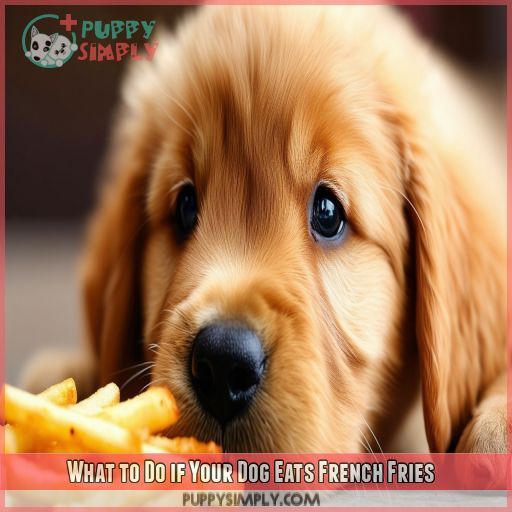 What to Do if Your Dog Eats French Fries