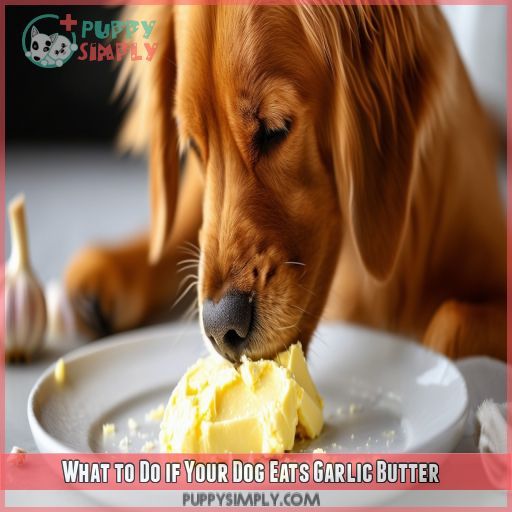 What to Do if Your Dog Eats Garlic Butter
