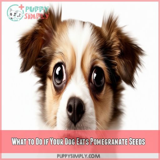 What to Do if Your Dog Eats Pomegranate Seeds