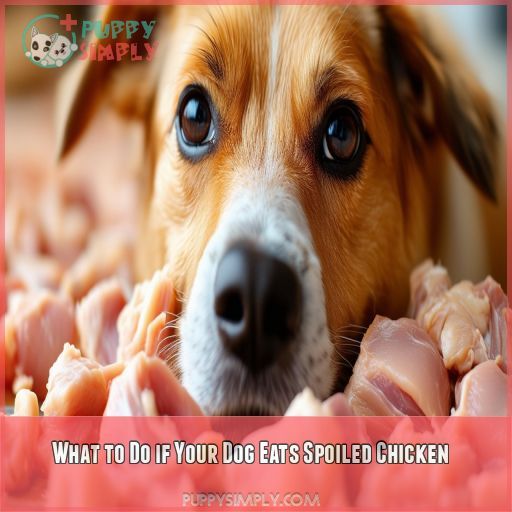 What to Do if Your Dog Eats Spoiled Chicken