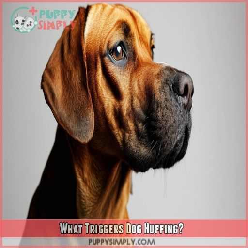 What Triggers Dog Huffing