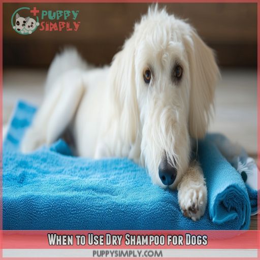 When to Use Dry Shampoo for Dogs