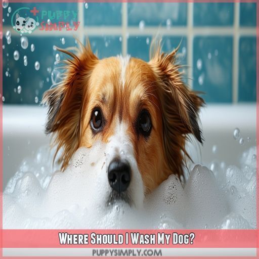 Where Should I Wash My Dog Where Should I Wash My Dog